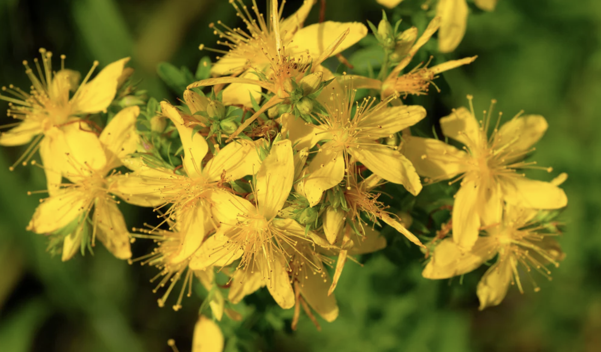 Anti-anxiety herbs that boast skin benefits