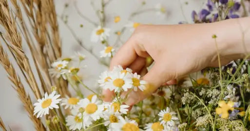 Calming Plants for Anxiety that Boost Skin Benefits